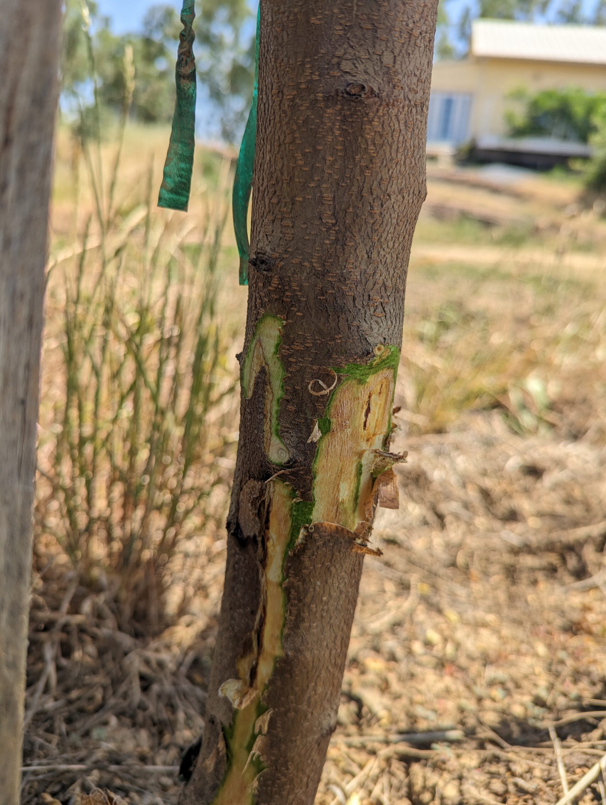 With the bark peeled away showing the canker underneath. These are 2nd leaf almonds, Independence on Bright's Hybrid 5