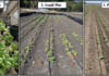 Limitations of Soil Applied Biologicals for Lettuce Fusarium Wilt Management