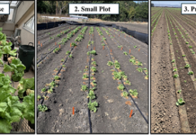 Limitations of Soil Applied Biologicals for Lettuce Fusarium Wilt Management