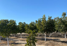 Managing Plant-Parasitic Nematodes in Walnuts Under Changing Production Conditions